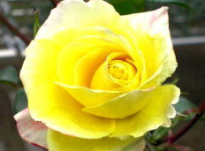 黄色いバラの写真