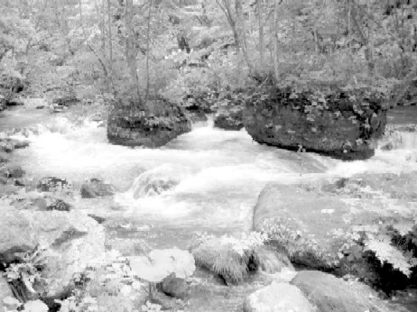 �������̎ʐ^