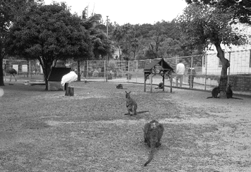 動物とのふれあい写真1